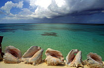 Conch shells and a rain squall over the Carribean, Nassau, Bahamas.