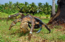 Coconut crab (Birgus latro) beside tree, Aitutaki, Cook Islands.