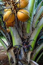 Coconut crab (Birgus latro) on coconut plant, Aitutaki Atoll, Cook Islands.