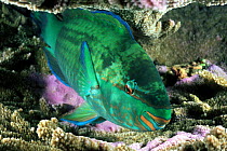 Red lip parrotfish (Scarus rubroviolaceus) resting on coral, Thailand.
