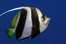 Schooling bannerfish / pennantfish (Heniochus diphreutes), Hawaii.