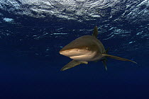 Oceanic whitetip shark (Carcharhinus longimanus) Hawaii.