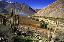 Vineyards in the fertile Elqui valley in the middle of the Andes, Chile. ^^^Elqui Valley stretches from the Indian ocean to the Argentinean border in the north of Chile.