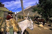 Small farm with donkeys and horses in the Elqui valley in the middle of the Andes, Chile. ^^^Elqui Valley stretches from the Indian ocean to the Argentinean border in the north of Chile.