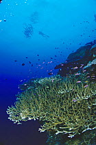 Acropora coral and damsel fish (Pseudanthias sp)with diver far above, Papua New Guinea. Model released.