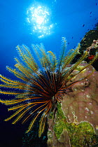 Crinoid / feather star (Comasteridae) and coral near Kavieng, Papua New Guinea, Oceania