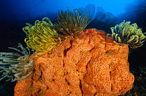 Crinoids / feather stars (Comasteridae) on orange sponge, Papua New Guinea, Oceania