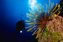 Diver behind crinoid / feather star (Comasteridae), Papua New Guinea, Oceania