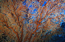 Detail of Gorgonian sea fan (Melithaea sp), Papua New Guinea, Oceania