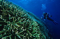 Scuba diver with corals (Acropora sp), New Ireland, Papua New Guinea Model released.