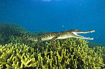 Saltwater crocodile (Crocdylus Porosus), Papua New Guinea