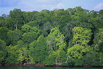 Mangrove forest, New Ireland, Papua New Guinea, Oceania.