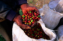 Man holding coffee beans (Rubiaceae), Mount Hagen, Papua New Guinea