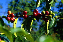 Coffee beans (Rubiaceae) growing, Mount Hagen, Papua New Guinea