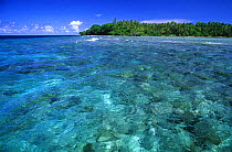 Reef below clear waters, New Ireland, Papua New Guinea, Oceania