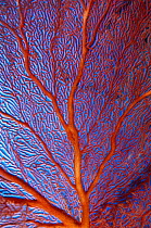 Sea fan detail, Papua New Guinea