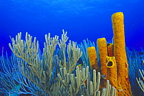 Giant tube sponge and sea fans, Cayman Islands.