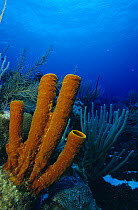 Giant tube sponge (Aplysina genus) and sea fans, Cayman Islands.