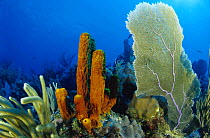 Giant tube sponge (Aplysina genus) and sea fans, Cayman Islands.