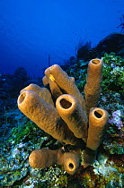 Giant tube sponges (Agelas sp), Cayman Islands.