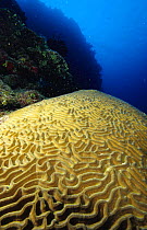 Brain coral (Diplora sp), Cayman Islands.