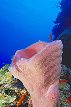 Pink vase sponge (Niphates digitalis) on a wall, Cayman Islands.