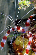 Banded coral shrimp (Stenopus hispidus), Cayman Islands.
