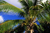 Palm tree, Little Cayman, Cayman Islands.