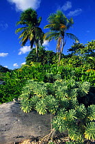 Vegetation on south of Little Cayman, Cayman Islands.