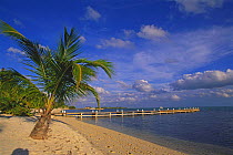 Palm tree and pier on a beach on the south side of Little Cayman, Cayman Islands.
