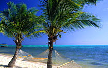 Palm trees and hammocks on beach on south of Little Cayman, Cayman Islands.