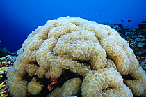 Bubble coral (Euphyllia sp), Farasan Islands, Saudi Arabia.