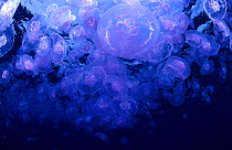 Common jellyfish (Aurelia aurita), Farasan Islands, Saudi Arabia.