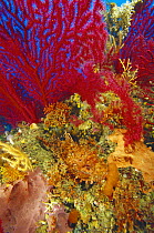 Red scorpion fish (Scorpaena scrofa) on reef, Egadi Island, near Sicily, Italy.