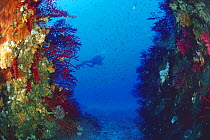Diver swimming beyond gorgonian sea fans (Paramuricea clavata), Egadi Island, Sicily, Italy. Model released.