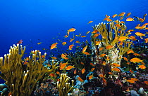 Shoal of fish with fire coral (Millepora sp) and anthias coral, Farasan Islands, Saudi Arabia.