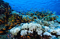 Anthias on a coral reef, Farasan Islands, Saudi Arabia.