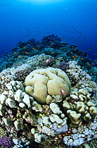 Coral reef and favia corals, Farasan Islands, Saudi Arabia.