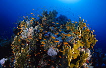Shoal of fish with fire coral (Millepora sp) and anthias coral, Farasan Islands, Saudi Arabia.