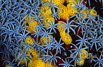Sponges and Briareidae, Farasan Islands, Red Sea, Saudi Arabia.
