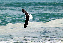 Southern black-backed gull (Larus dominicanus) in flight over water, New Zealand.