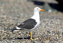 Greater black backed gull (Larus marinus) standing on a beach.