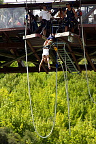 Bungy jumping from the Kawarau Bridge, a 43 metre bungy jump above the Kawarau River, Queenstown, New Zealand. ^^^Opererated by A J Hackett, this was the worlds first commercially operated site which...
