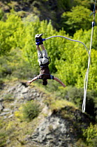 Bungy jumping from the Kawarau Bridge, a 43 metre bungy jump above the Kawarau River, Queenstown, New Zealand. ^^^Opererated by A J Hackett, this was the worlds first commercially operated site which...