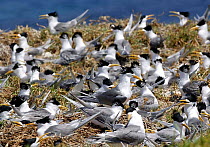 Nesting Greater crested terns (Sterna bergii), Montague Island, Namoora, New South Wales, Australia.