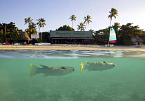 Split-level view of fish off Bounty Island Resort beach, Fiji.