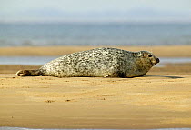 Common seal (Phoca vitulina) lying on the beach, Margate Sands, England, UK.