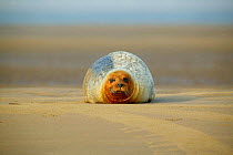 Common seal (Phoca vitulina) lying on the beach, Margate Sands, England, UK.