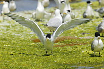 Greater crested tern (Thalasseus bergii) with wings outstretched, Penguin Island, Rockingham, Western Australia.