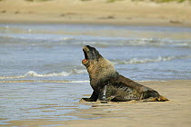 Hooker / New Zealand sealion (Phocarctos hookeri) calling on the beach, New Zealand.